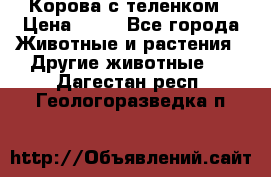 Корова с теленком › Цена ­ 69 - Все города Животные и растения » Другие животные   . Дагестан респ.,Геологоразведка п.